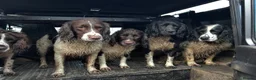 English Springer Spaniel dogs for sale: Beautiful Springer Spaniel Puppies For Sale  - Advert 21