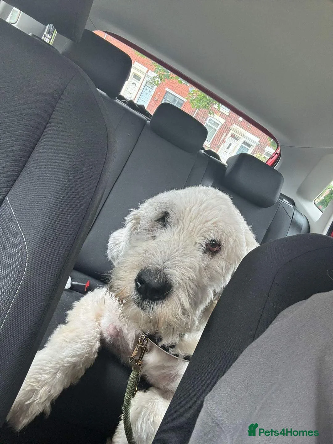 Mixed Breed dogs for adoption: Meet Pixel, currently residing in Lancashire in Blackburn - Advert 3