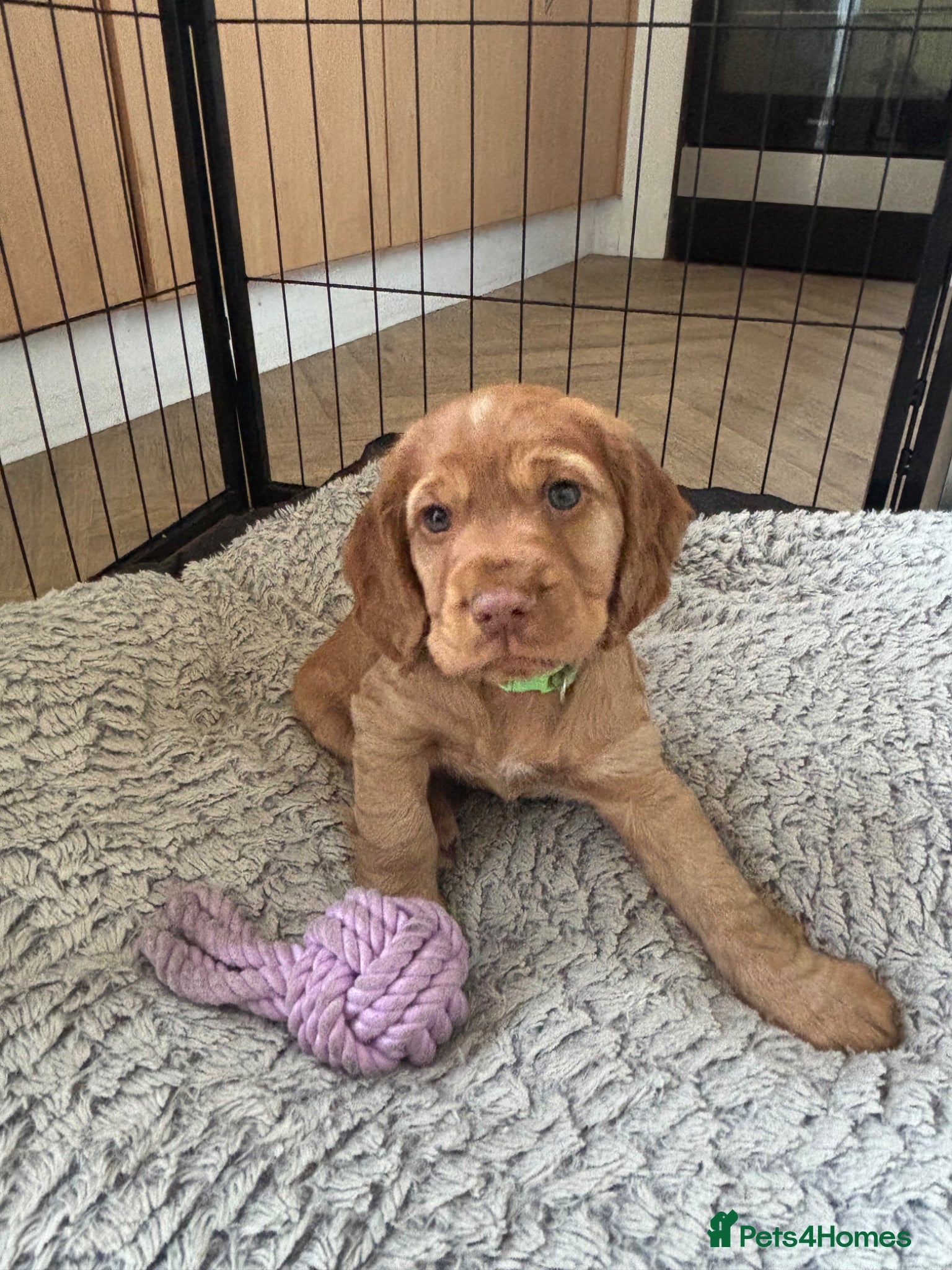 Cocker Spaniel dogs Beautiful KC Reg. Working Cocker Spaniels  - Advert 18