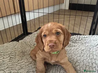 Cocker Spaniel dogs Beautiful KC Reg. Working Cocker Spaniels - Advert 18