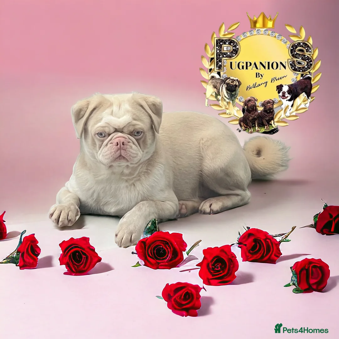 Pug dogs for sale: Kc Pink tan panda stud carrying choc health tested - Advert 1