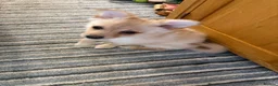 Pomchi dogs for sale: Pomchi puppies in High Wycombe - Advert 7