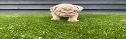 English Bulldog dogs for sale: English Bulldog Puppies - Advert 12