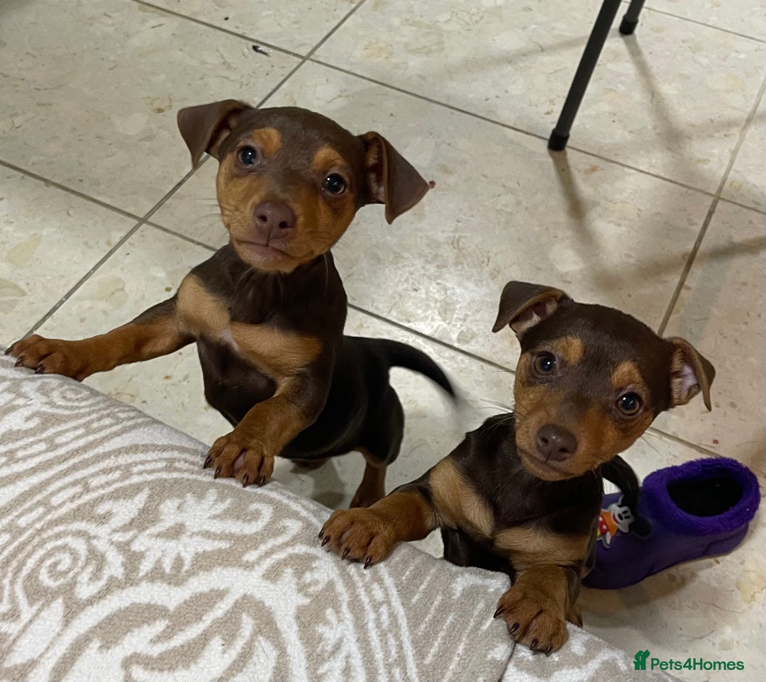 Jack Russell dogs for sale: Beautiful chocolate Jack Russell female puppies  - Advert 1