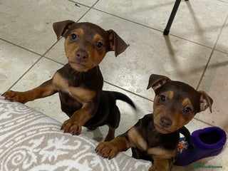 Jack Russell dogs Beautiful chocolate Jack Russell female puppies - Advert 3