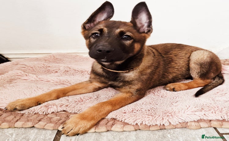 Mixed Breed dogs - Advert 6