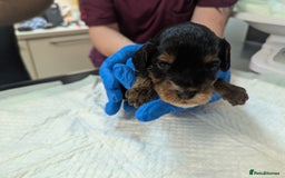 Cockapoo dogs for sale: •F1B Cockapoo Pups - Black & Tan - Ready 19th Dec• - Image 16