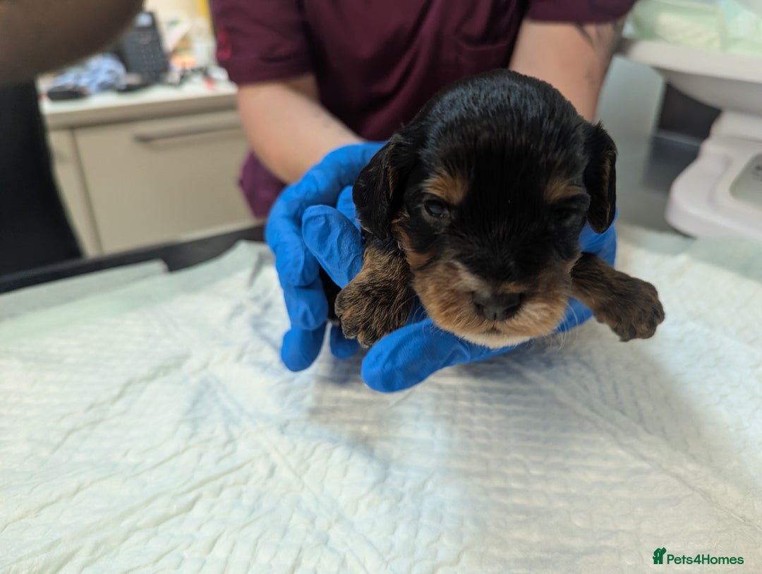 Cockapoo dogs for sale: •F1B Cockapoo Pups - Black & Tan - Ready 19th Dec• - Image 16