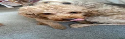 Cockapoo dogs for sale: Adorable Cockapoo Puppies in Chippenham - Advert 3