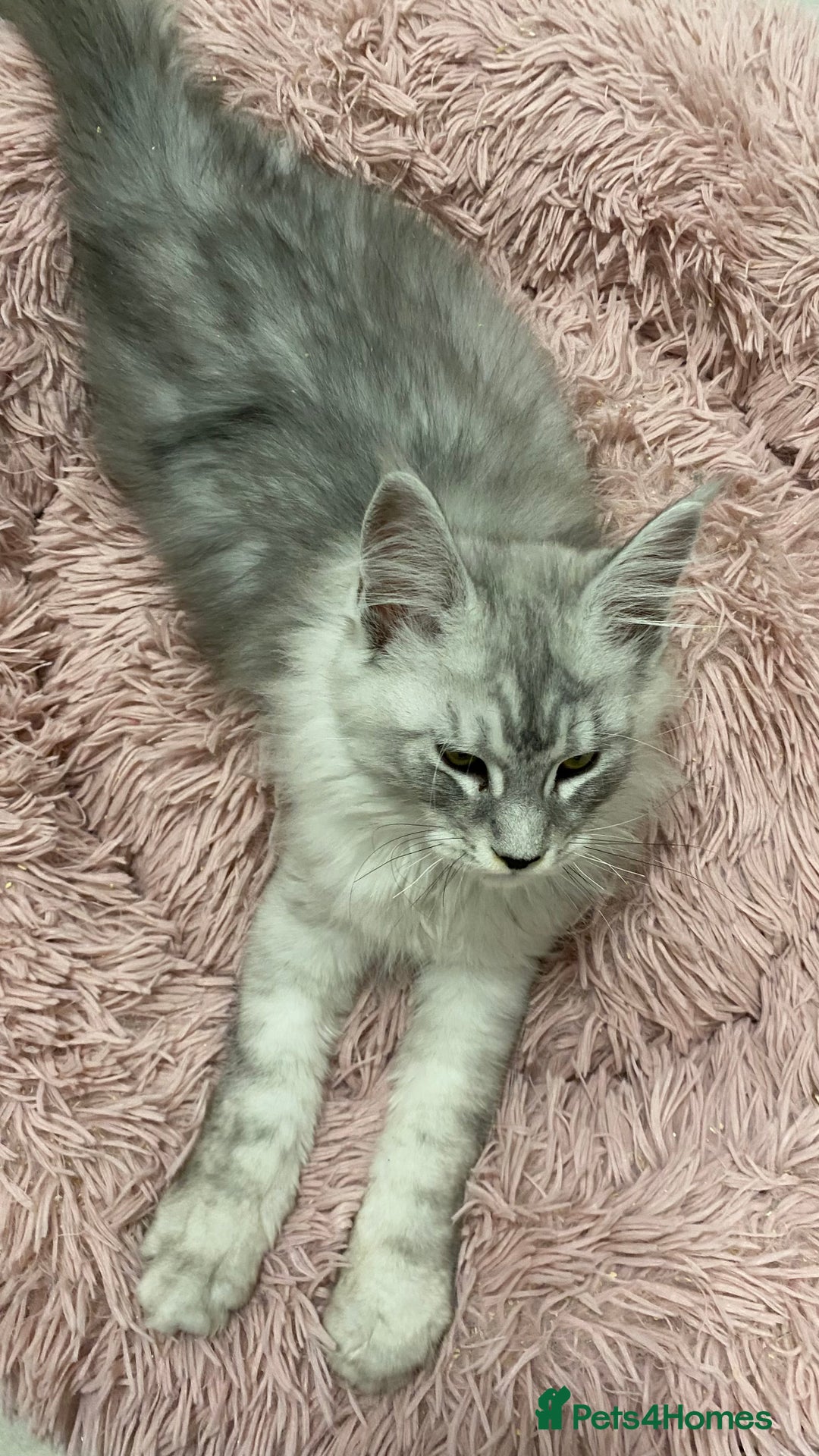 Maine Coon cats for sale: Pedigree Maine Coons - Advert 7