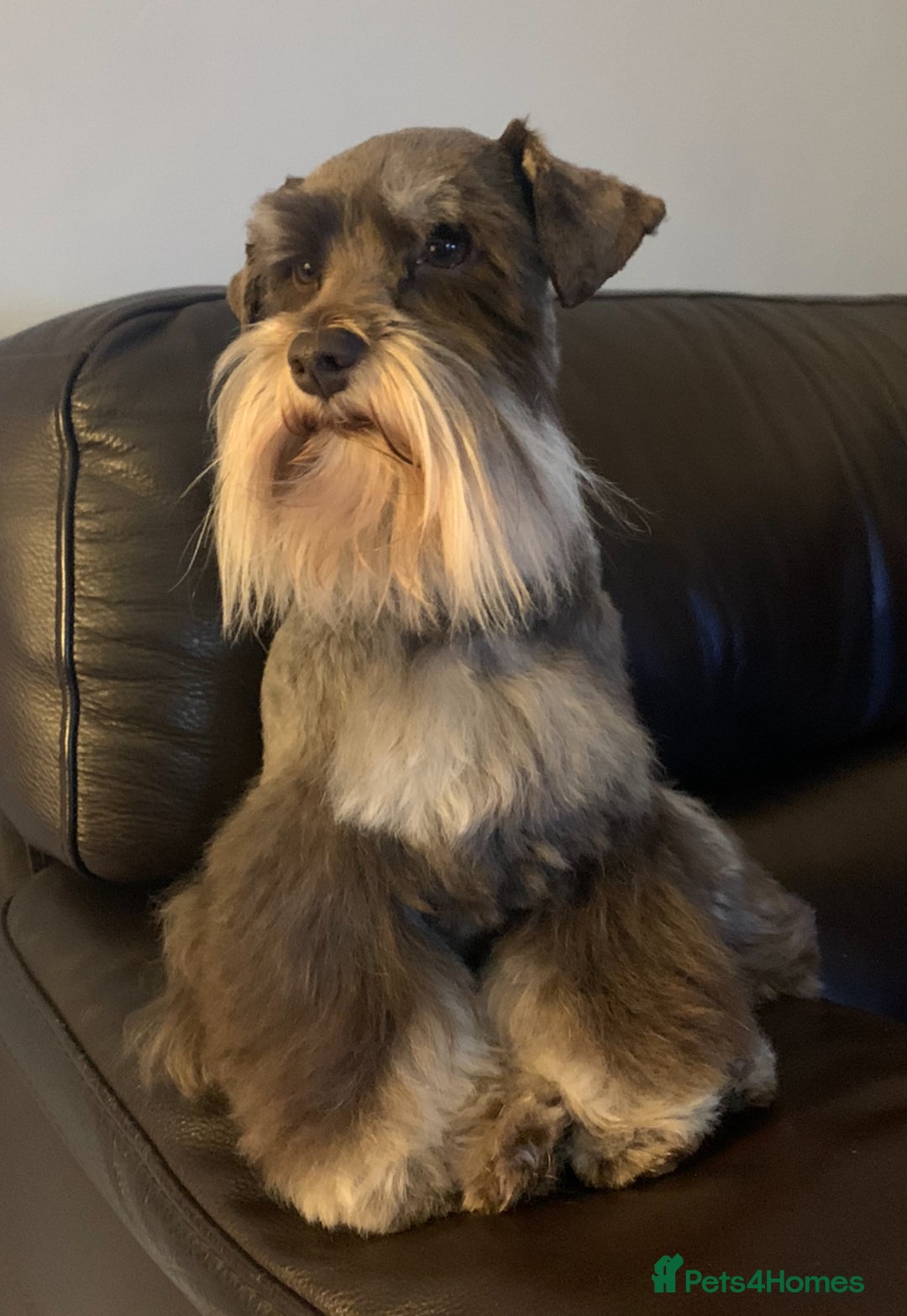 Miniature Schnauzer dogs for stud: KC REG Chocolate & Tan Miniature Schnauzer Stud - Image 2