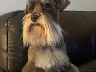 Miniature Schnauzer dogs KC REG Chocolate & Tan Miniature Schnauzer Stud - Advert 2