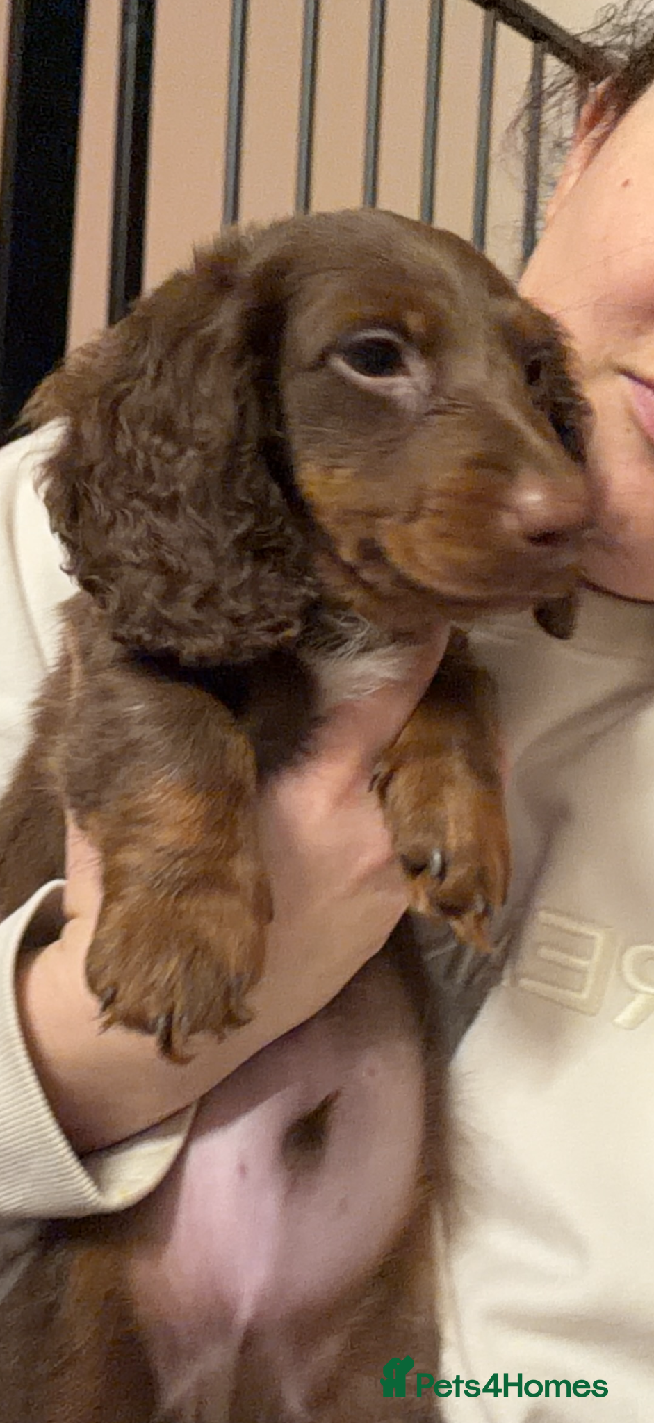 Miniature Dachshund dogs Beautiful male minature dachshund 5.5 months old  - Advert 9