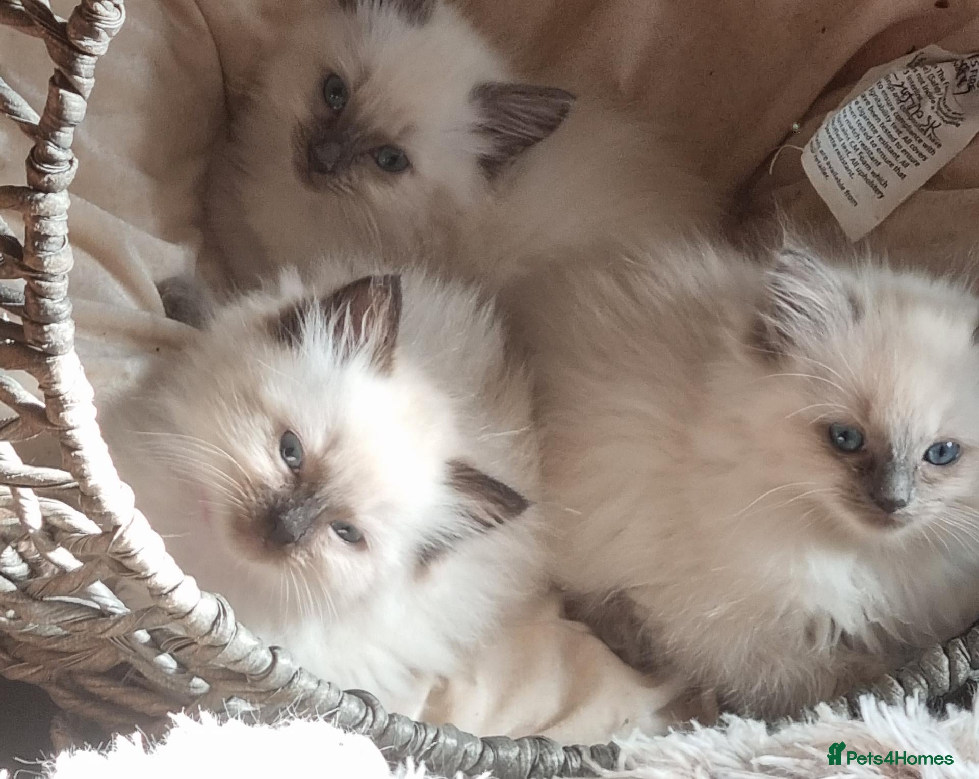Ragdoll cats Ragdoll kittens for sale - Advert 1