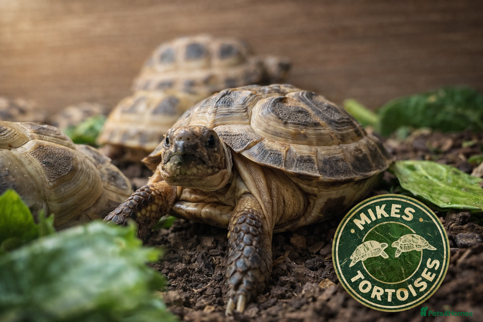 Tortoise reptiles Baby Horsfield Tortoises & Set Ups  - Advert 3
