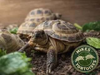 Tortoise reptiles Baby Horsfield Tortoises & Set Ups - Advert 3