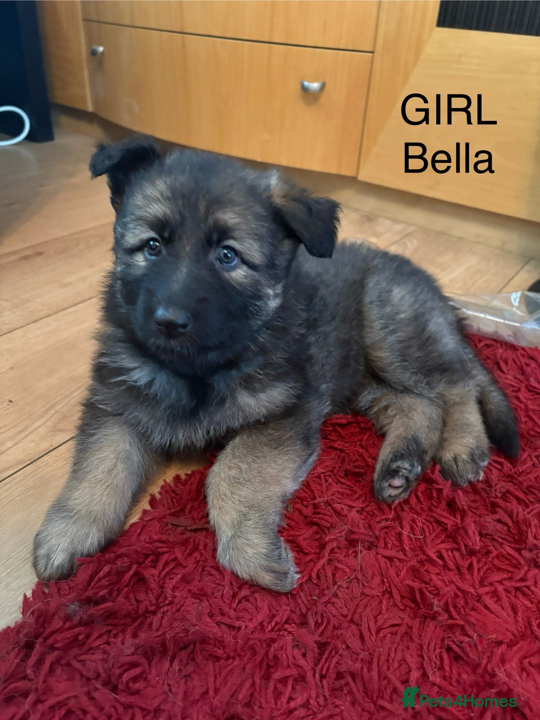 German Shepherd dogs for sale: German Shepherd Puppies - Advert 9
