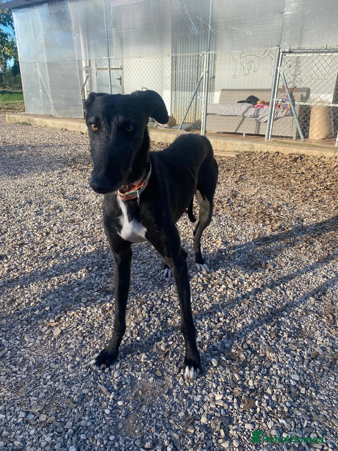 Mixed Breed dogs for adoption: Rey – A Brave Soul Ready to Love Again 🐾 in Hengoed - Advert 5