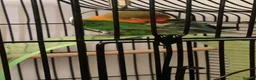 Lovebirds birds for sale: Pair of Compatible Lovebirds with Full Setup - Advert 9