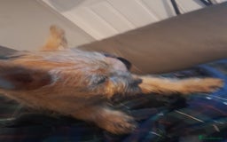 Cairn Terrier dogs for sale: KC registered Cairn terriers - Image 1