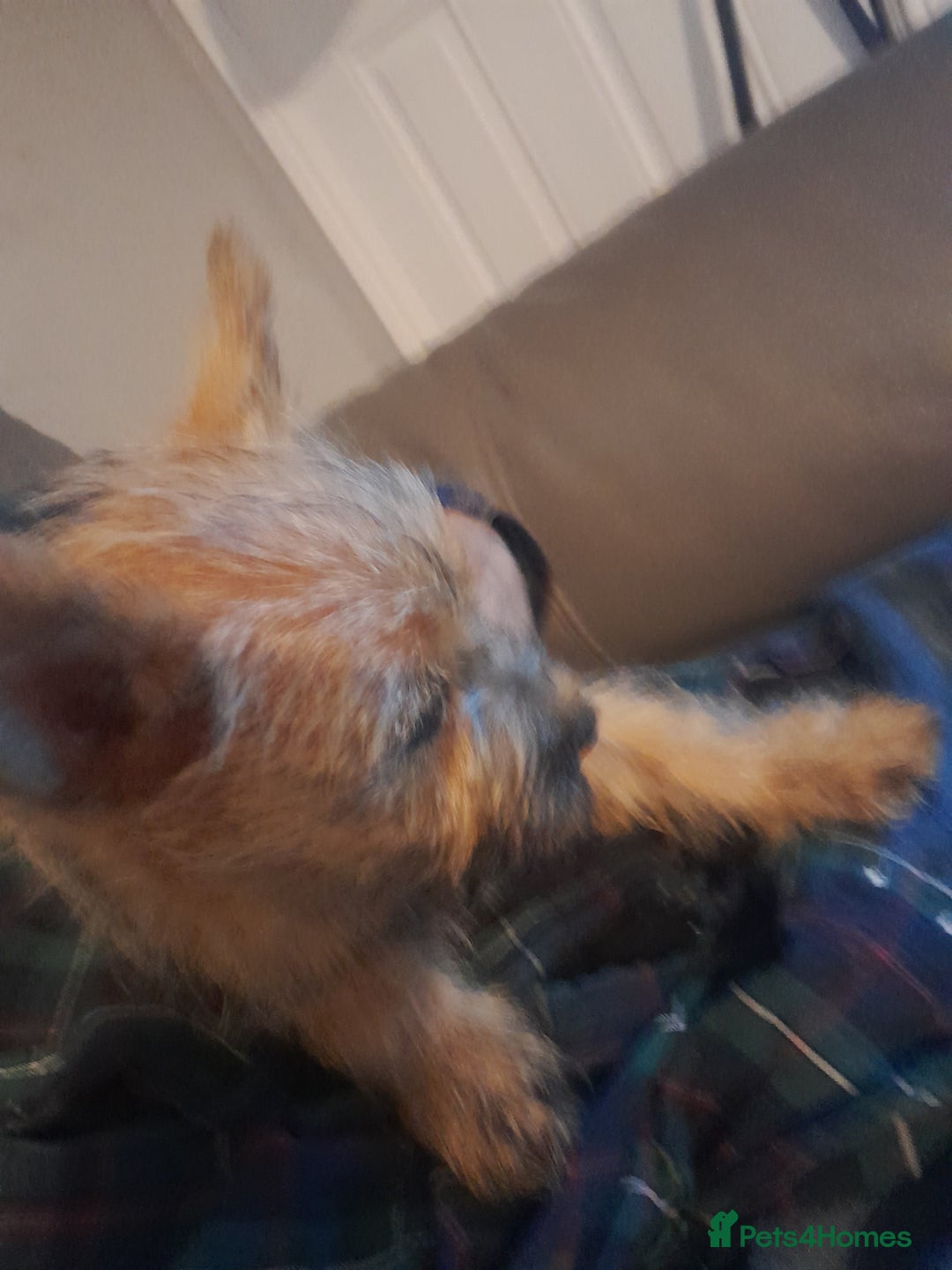 Cairn Terrier dogs for sale: KC registered Cairn terriers - Image 1