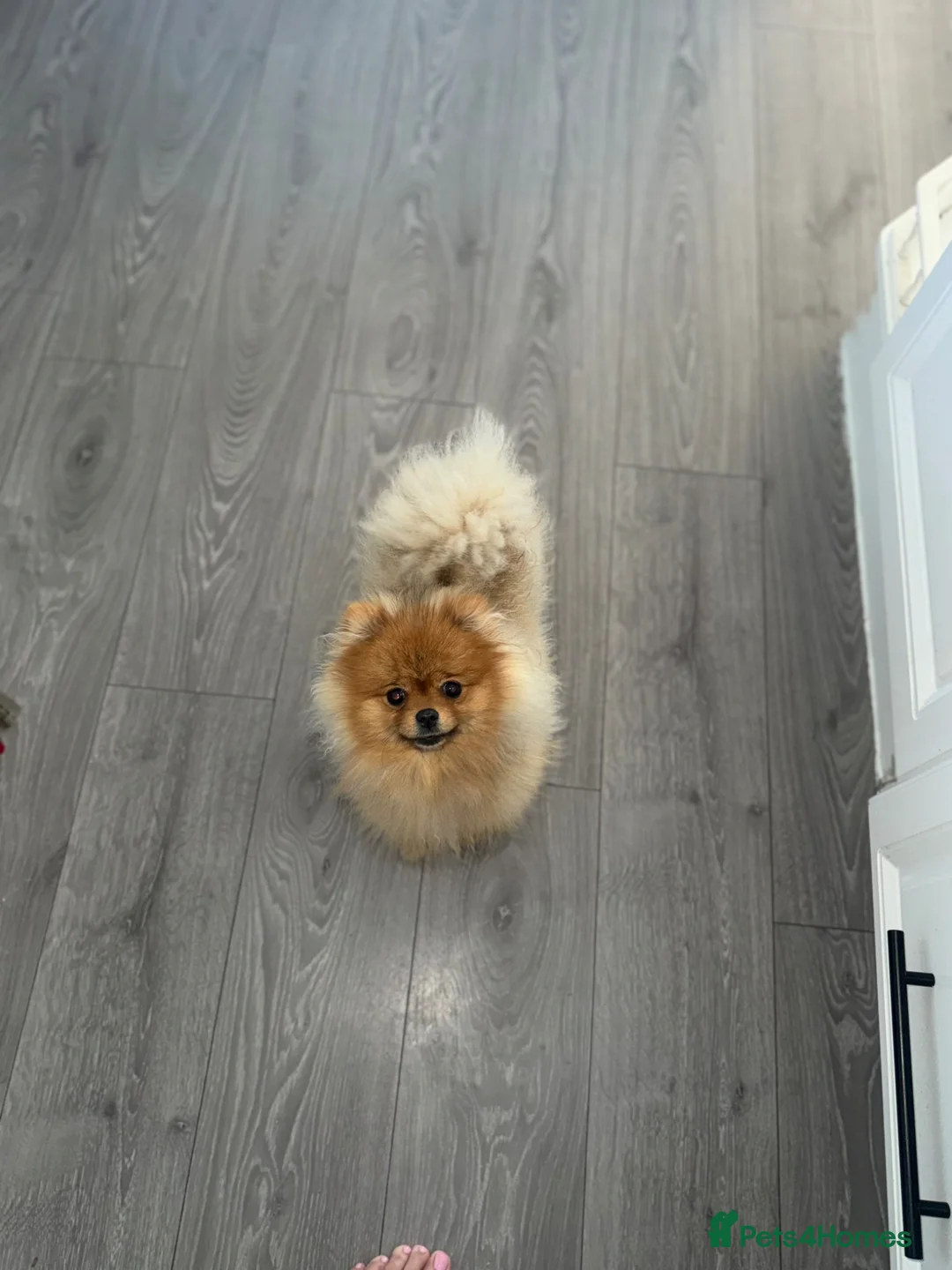 Pomeranian dogs for sale: Pomeranian pup for sale female  - Advert 2