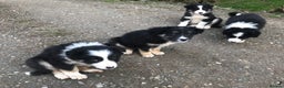 Border Collie dogs for sale: Collie puppies from working farm - Advert 3