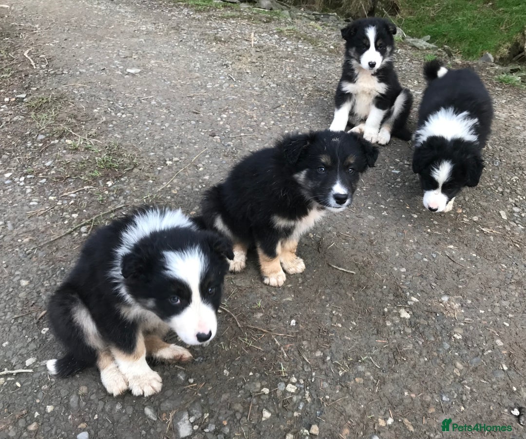 Border Collie dogs for sale: Collie puppies from working farm - Advert 3