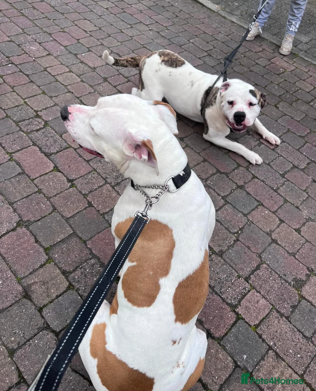 American Bulldog dogs for sale: REHOMING -Lucky  - Advert 4