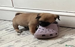 Mixed Breed dogs for sale: Pugpoms  - Image 3