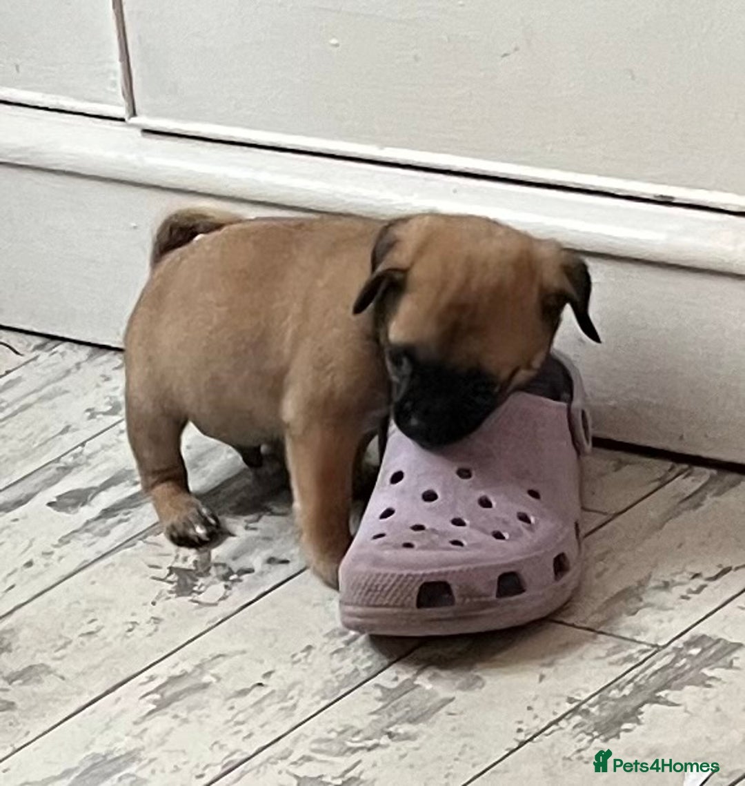 Mixed Breed dogs for sale: Pugpoms  - Image 3