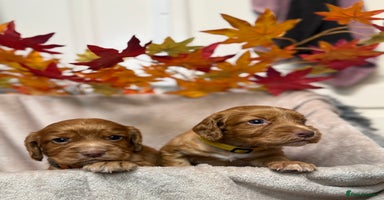 Cocker Spaniel dogs - Advert 14