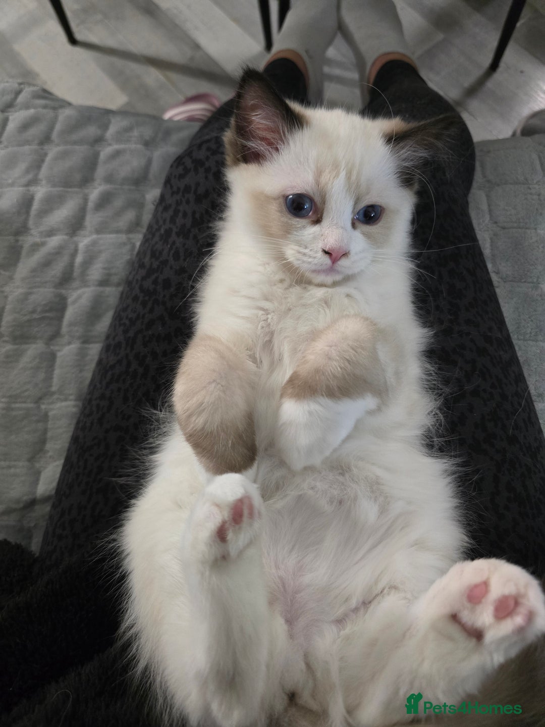 Ragdoll cats for sale: Gccf registered little Queens available 🥰 - Advert 33