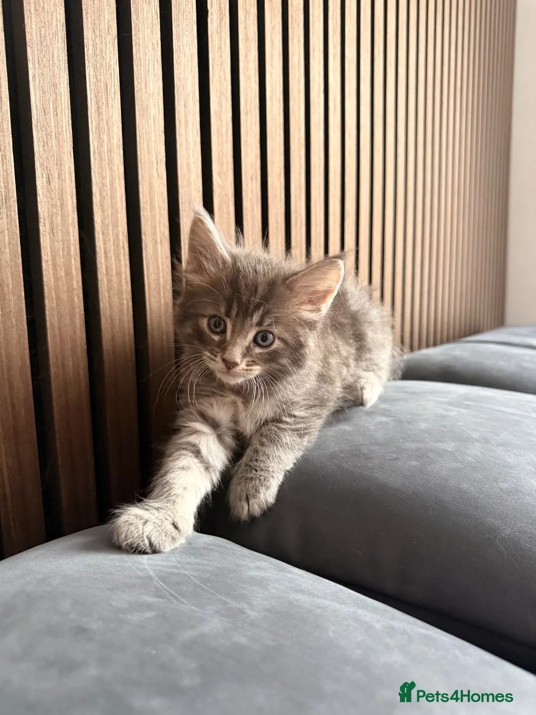Mixed Breed cats for sale: Raccoon Kittens  - Advert 16
