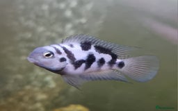 Other/Mixed Breed fish for sale: Fish For Sale - Image 4