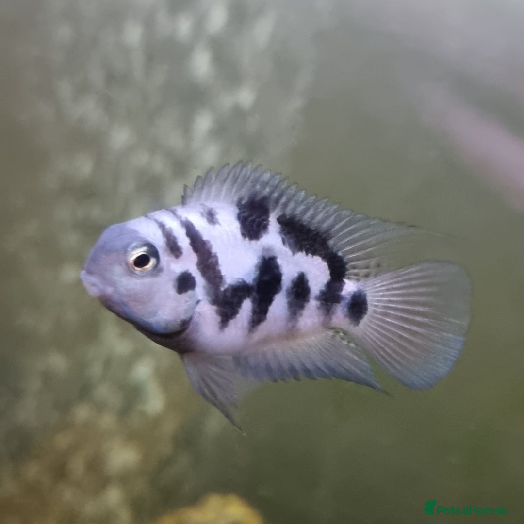 Other/Mixed Breed fish for sale: Fish For Sale - Image 4