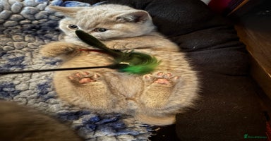 British Shorthair cats - Advert 4