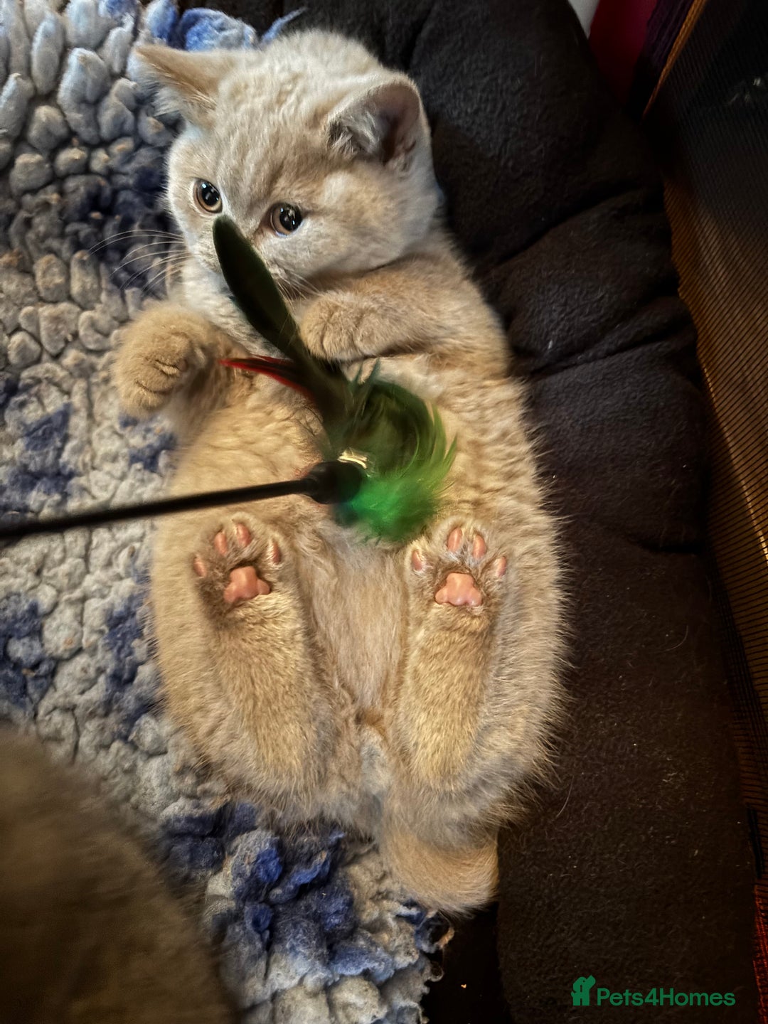 British Shorthair cats for sale: 💙GCCF MALE BSH KITTENS OUTSTANDING CHAMPION LINES - Image 31