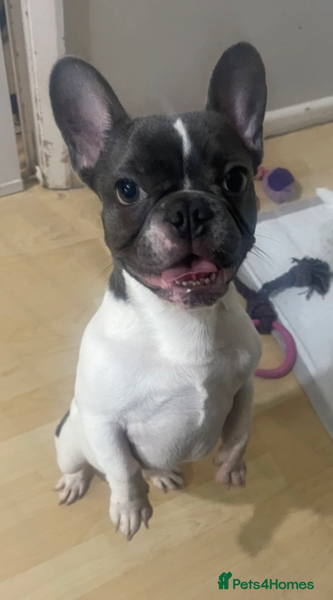 French Bulldog dogs for sale: Blue pied frenchie in Christchurch - Advert 3