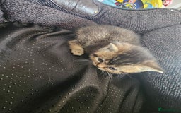 British Shorthair cats for sale: Lovely British Shorthair fold kittens 😸  - Image 18