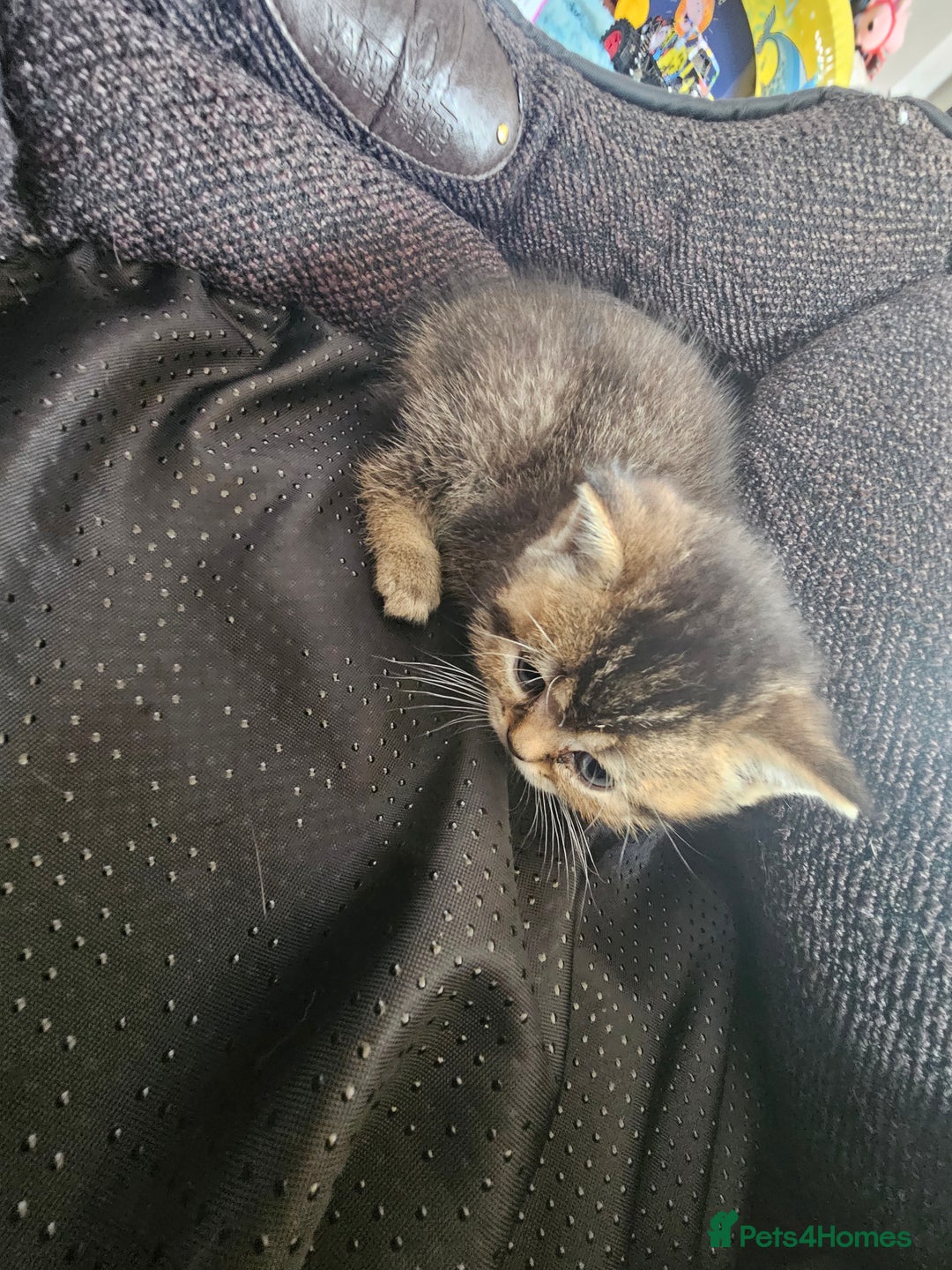 British Shorthair cats for sale: Lovely British Shorthair fold kittens 😸  - Image 18