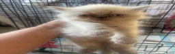 Persian cats for sale: Kittens in Doncaster - Advert 5