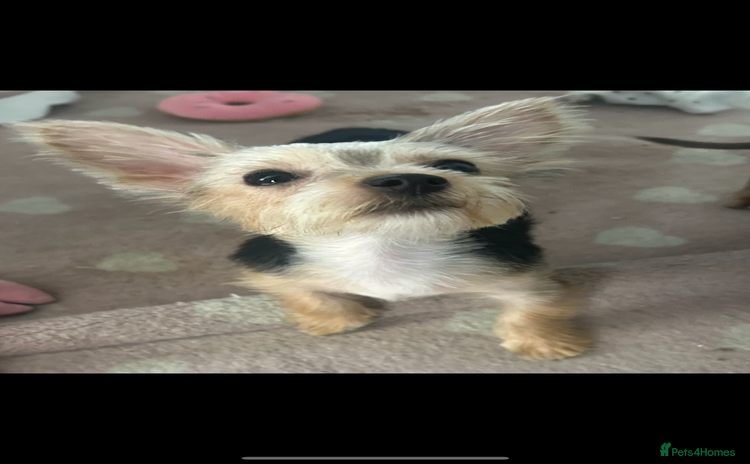 Mixed Breed dogs - Advert 2