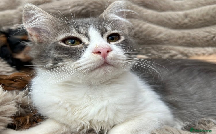 Siberian cats - Advert 4