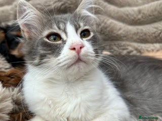 Siberian cats - Advert 26