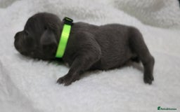 Staffordshire Bull Terrier dogs for sale:  Blue Staffy puppies for sale KC REGISTERED  - Image 11