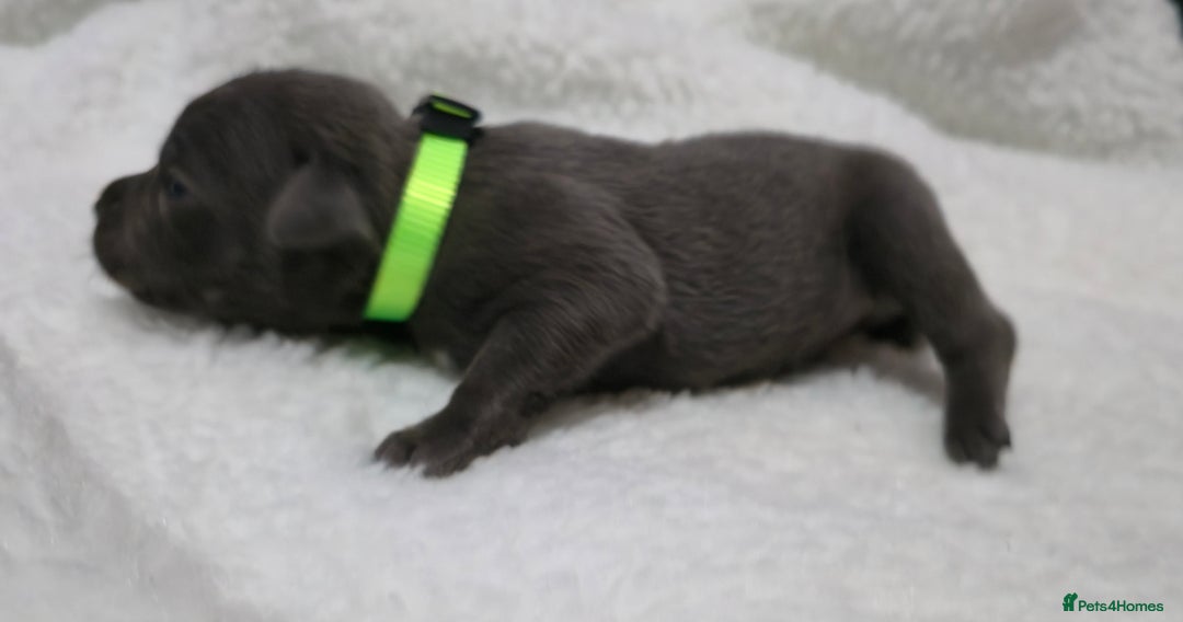 Staffordshire Bull Terrier dogs for sale:  Blue Staffy puppies for sale KC REGISTERED  - Image 11