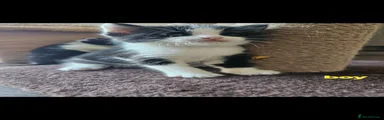 Mixed Breed 1