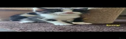 Mixed Breed cats for sale: Kitten for sale  - Advert 5