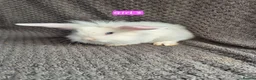 Mini Lop rabbits for sale: Mini Lion Lop Bunnies - Advert 4